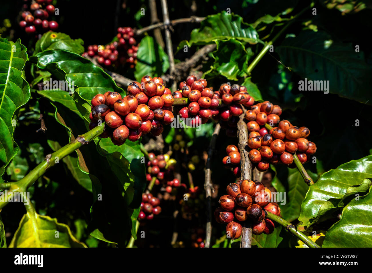 Robusta und Arabica Beeren auf Baum im Hof, Gia Lai, Vietnam Stockfoto
