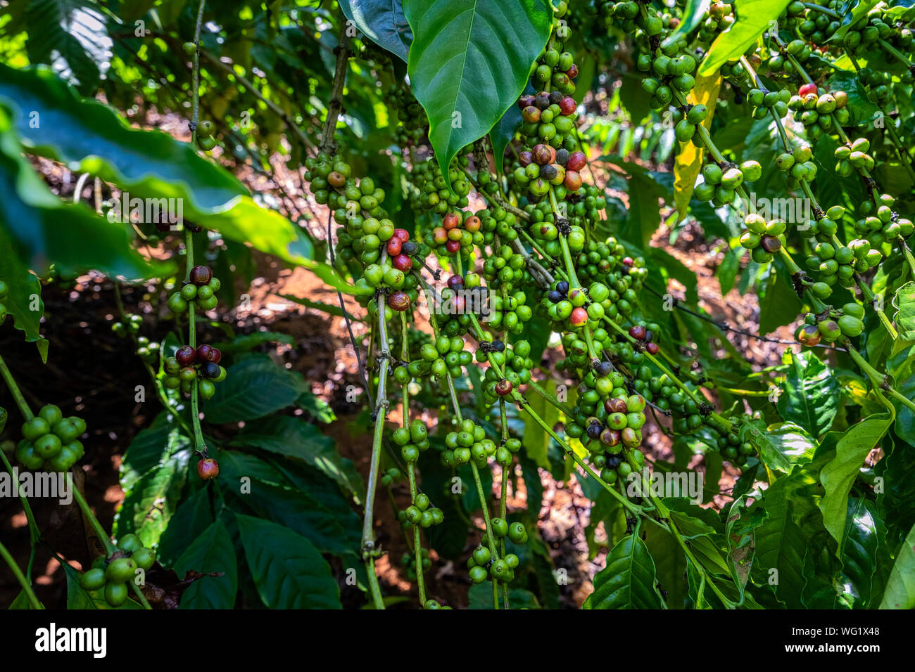 Robusta und Arabica Beeren auf Baum im Hof, Gia Lai, Vietnam Stockfoto