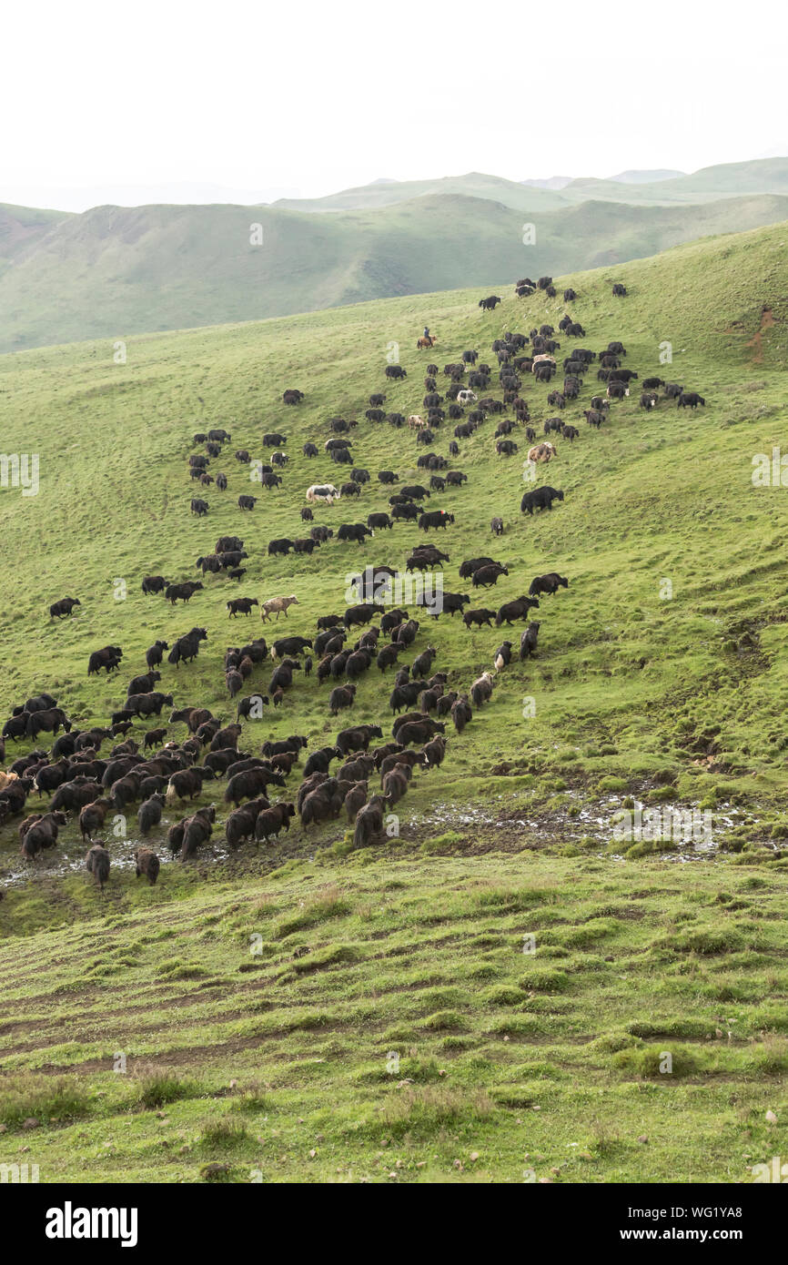 Tibetischen Plateau, Tibet, China Yak Herding Stockfoto