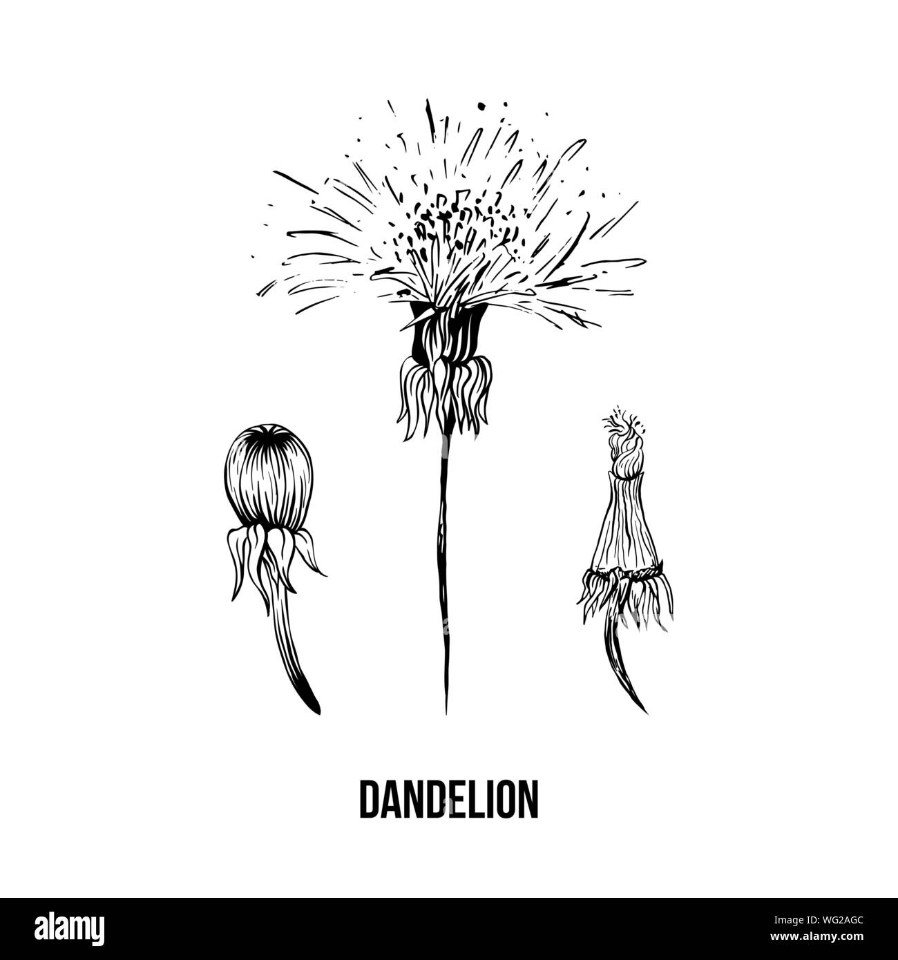 Blühende Löwenzahn freehand Vector Illustration. Feder Honig Pflanze, wildflower skizzieren. Fragile Sommerblume, Taraxacum Blätter und Blüten Schwarzweiß-Gravur. Postkarte, Poster design Element Stock Vektor