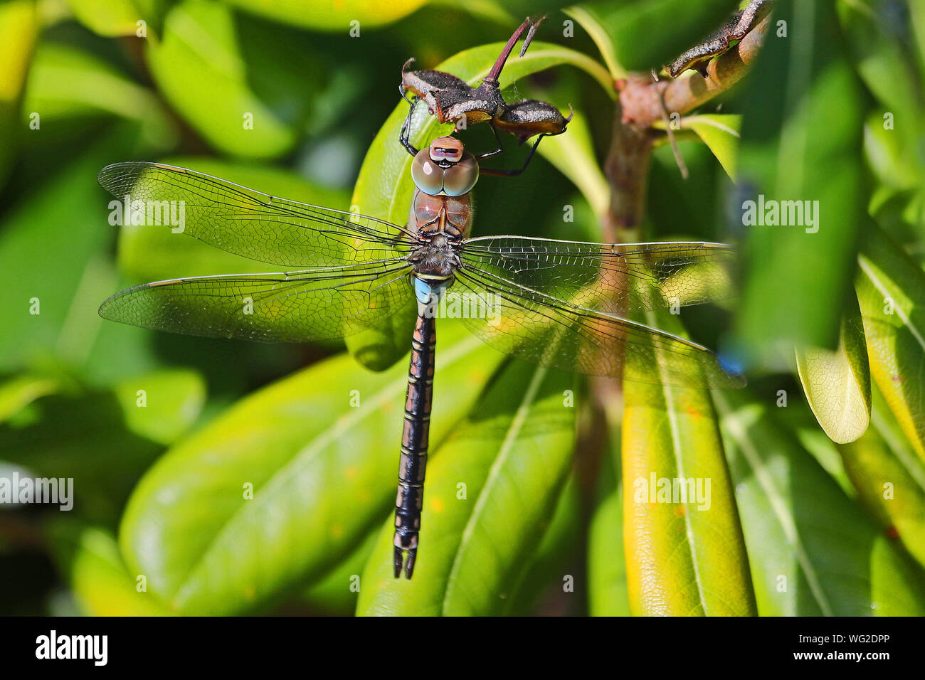 Weniger Emperor dragonfly Latin Anax Parthenope Fütterung auf ein pittosporum Tobira, mock orange, Japanisch cheesewood oder australischen Lorbeerblatt Stockfoto