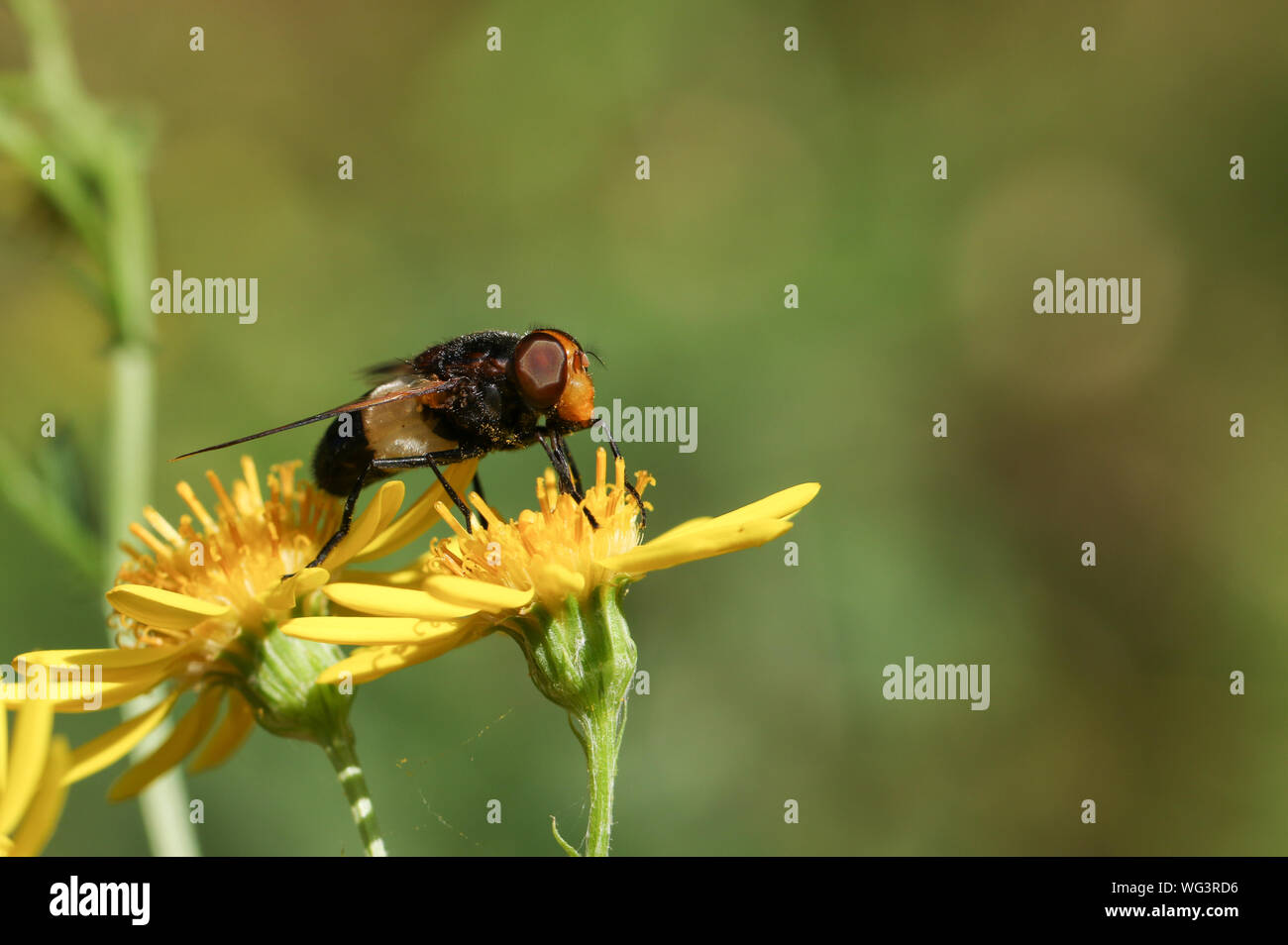 Eine hübsche Hoverfly, Zona pellucida Fliegen, Volucella pellucens, nectaring von einer Blume. Stockfoto