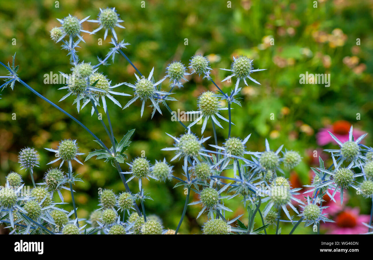 Sea Holly (eryngium) Blumen. Sedgwick Gärten auf Long Hill Estate, in Beverly, MA Stockfoto