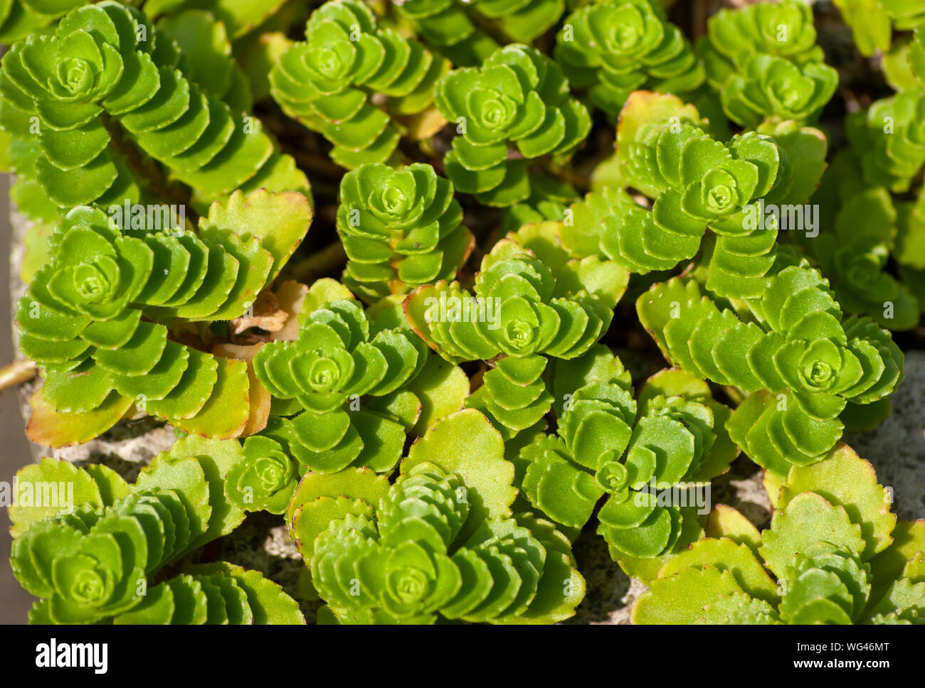 Sedum spurium (Kaukasische Mauerpfeffer). Nahaufnahme. Sedgwick Gärten auf Long Hill Estate, in Beverly, MA Stockfoto
