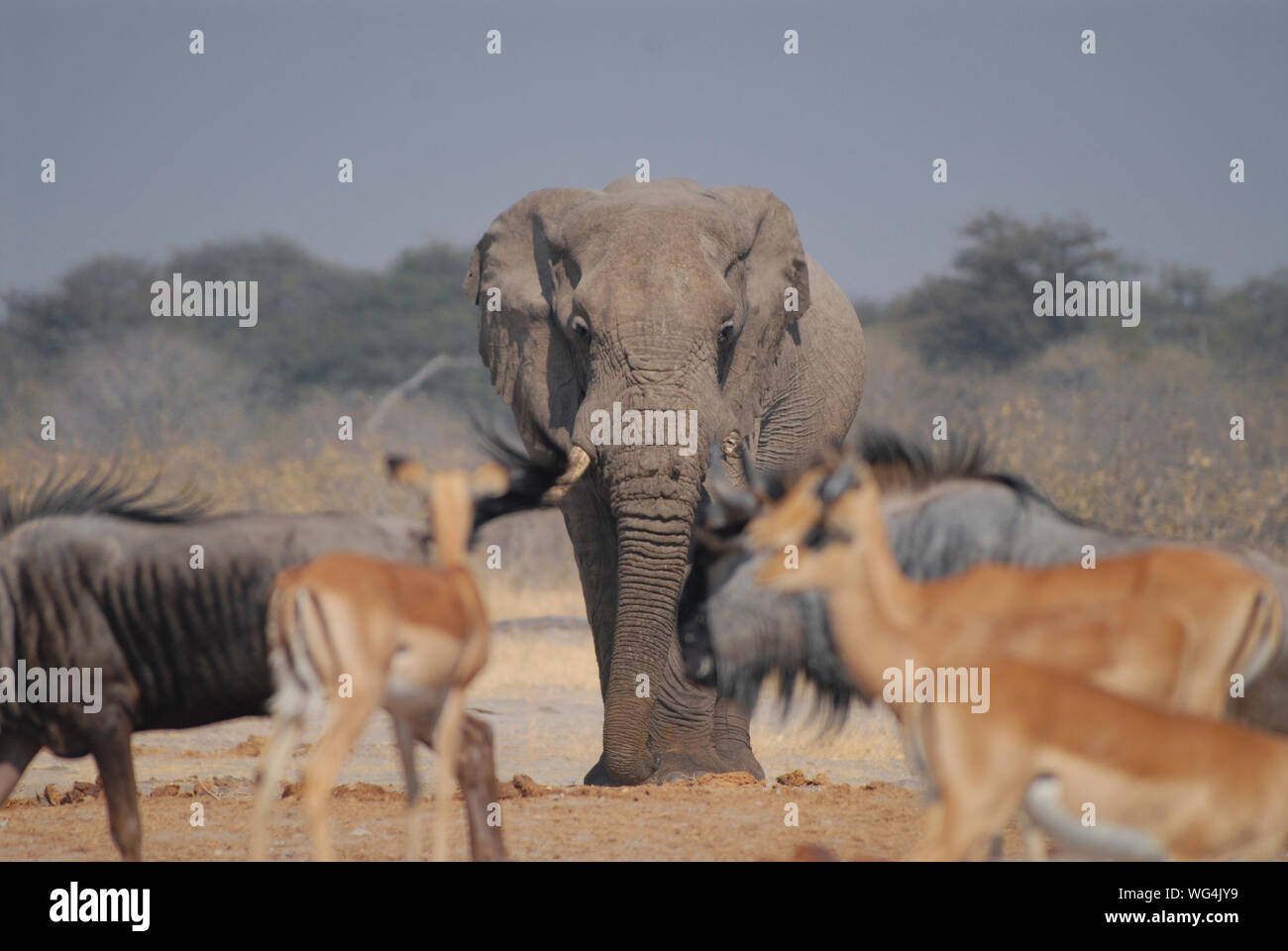 Safaritiere auf Feld Stockfoto