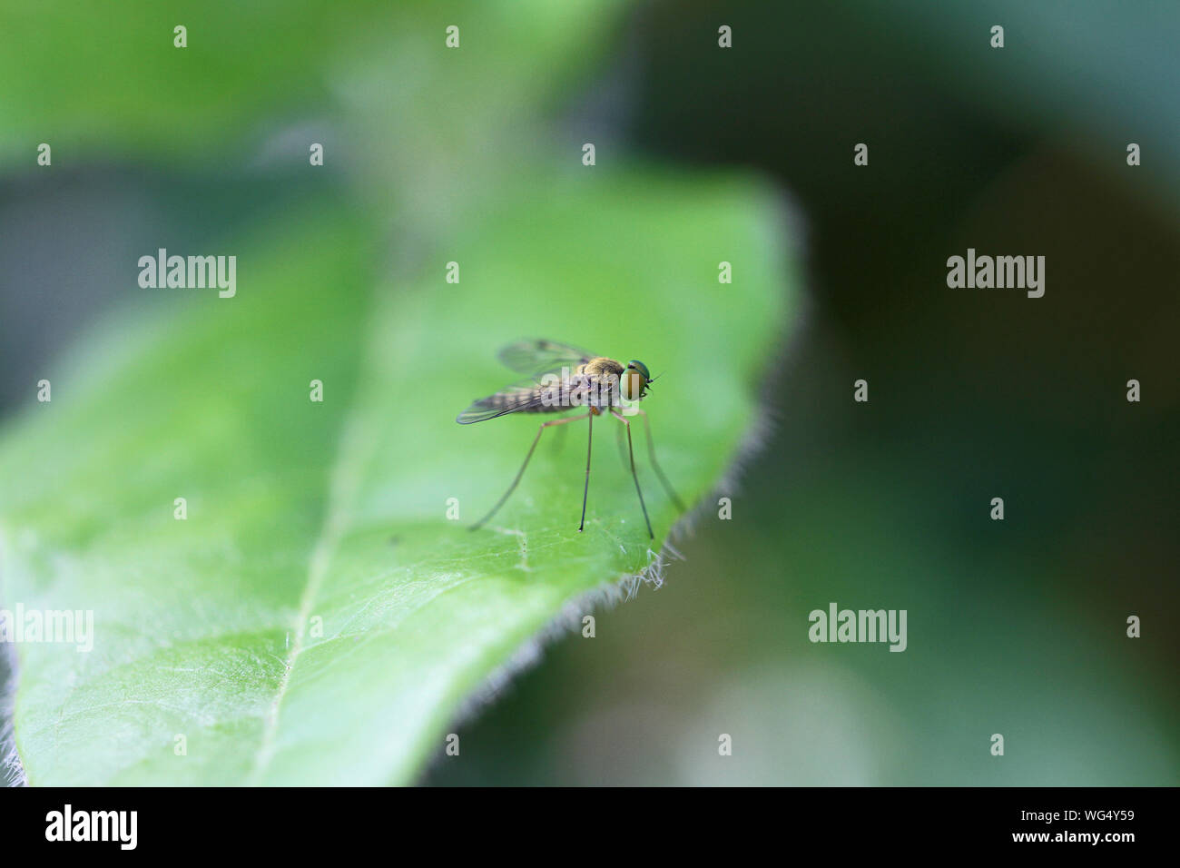 Snipe fliegen in der chrysopilus asiliformis rhagio Gruppe von Fliegen die rhagio scolopacea rhagionidae Familie nicht in Ruhe auf einem Viburnum tinus oder laurustinus Stockfoto