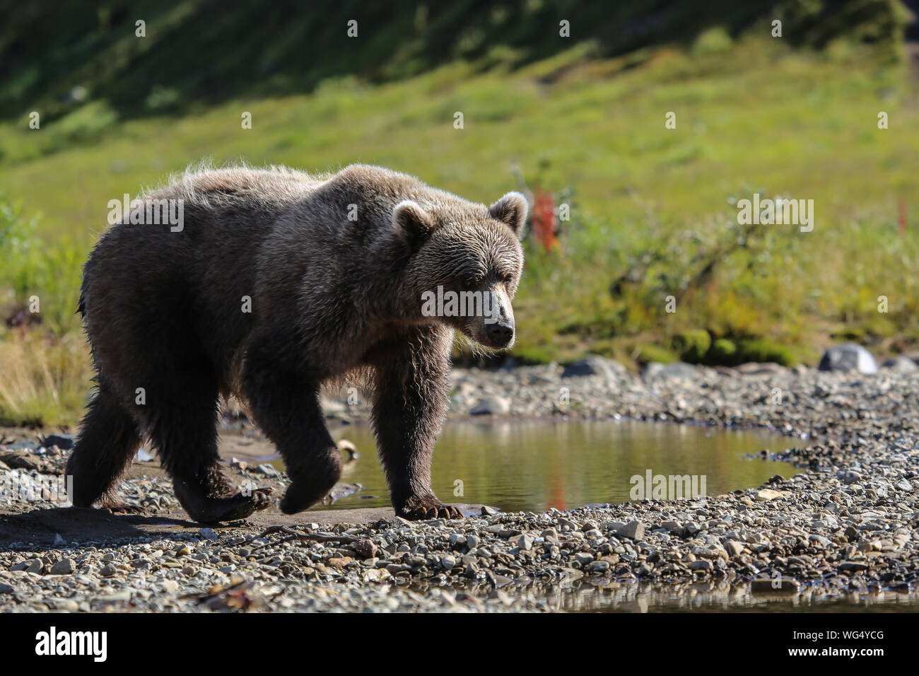 Nahaufnahme eines Alaskan Brown bear (Grizzly) entlang der Ufer, Moraine Creek, Katmai National Park, Alaska Stockfoto