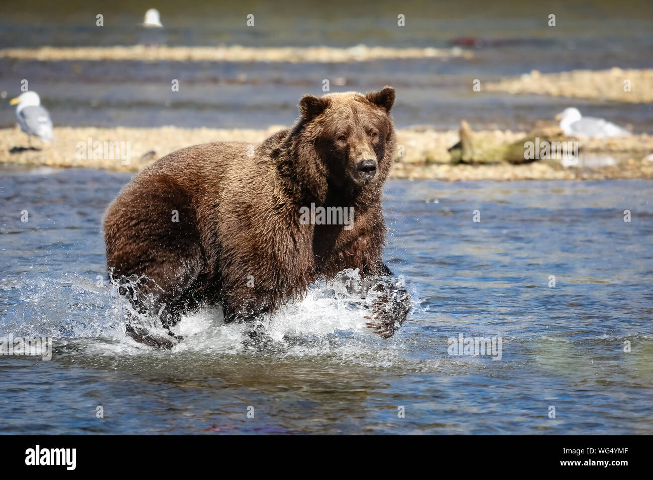Alaskan Brown bear (Grizzly) Angeln für sockeye Lachse, planschen, Moraine Creek, Katmai National Park, Alaska Stockfoto