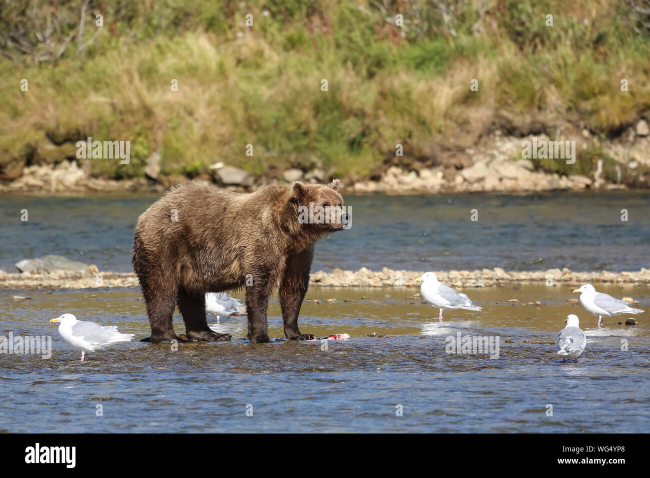 Alaskan Brown bear (Grizzly) stehen im Flussbett, s, Möwen um, Moraine Creek, Katmai National Park, Alaska Stockfoto