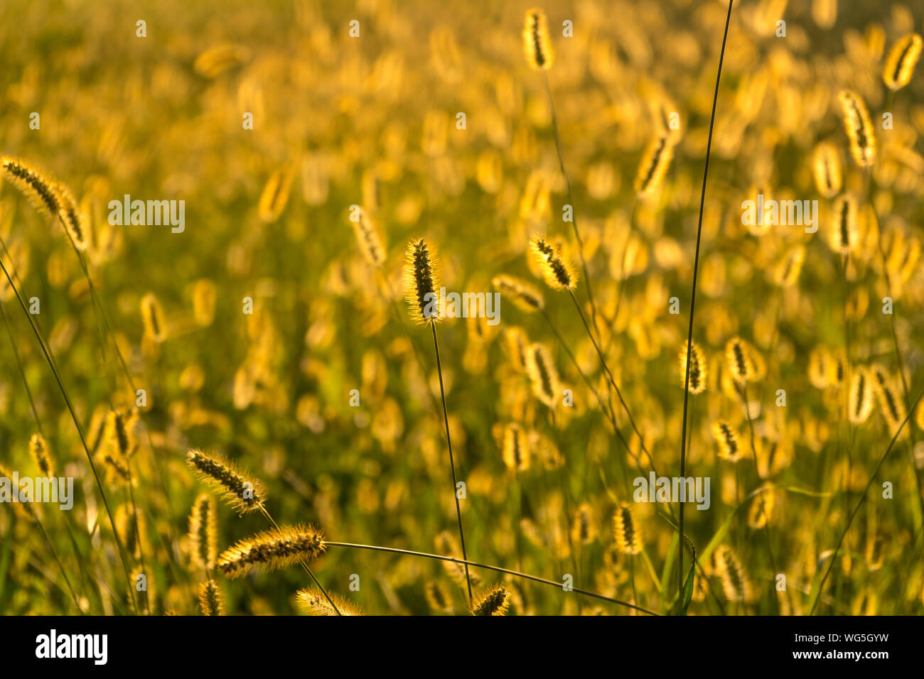 Wilde Pflanzen im Sonnenuntergang während der Goldenen Stunde mit weichen Bokeh im Hintergrund Stockfoto