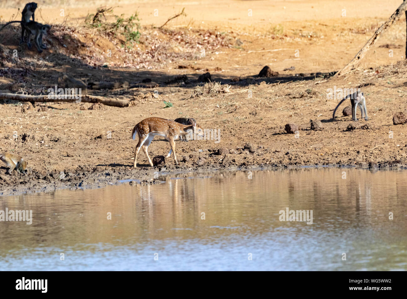 Antilopen an einem Wasserloch beim Trinken Stockfoto
