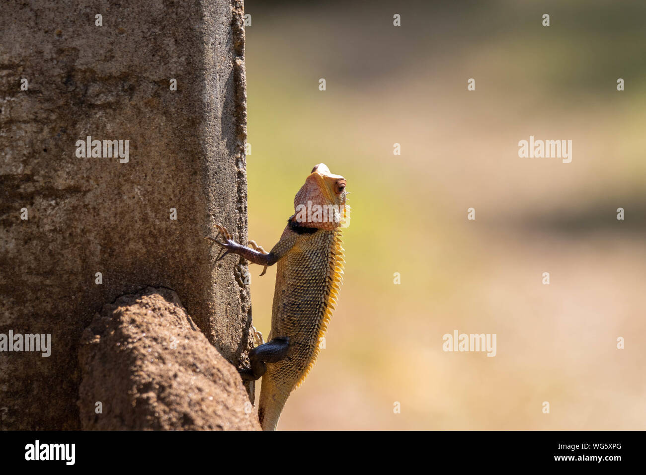 Porträt einer Reptil auf Sri Lanka Stockfoto