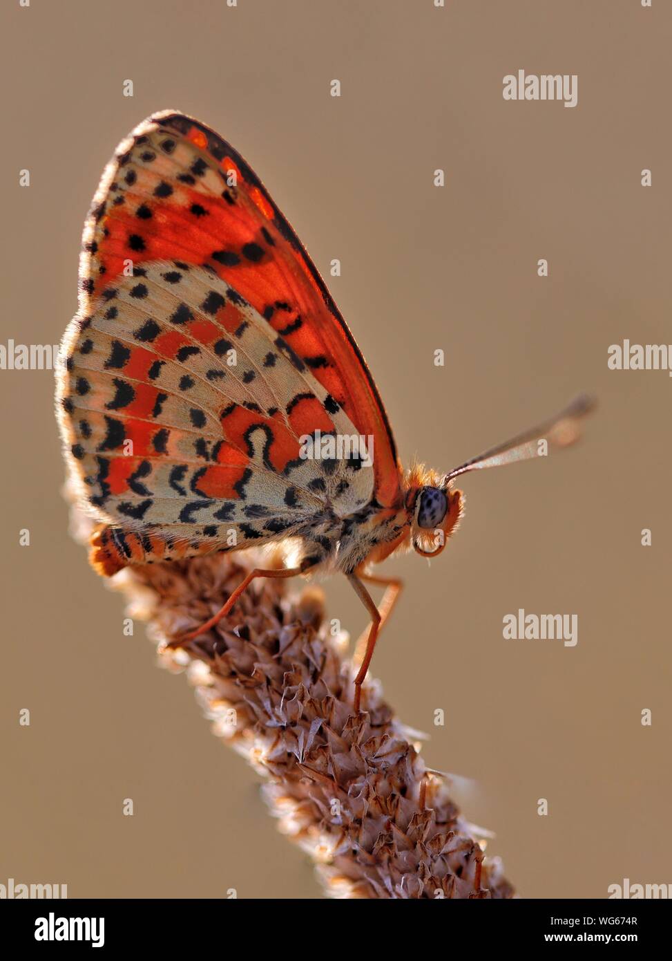 Eine gefleckte Fritillaryschmetterling, Melitaea didyma ruht auf einem Gras Blume am späten Nachmittag Sonne. Stockfoto