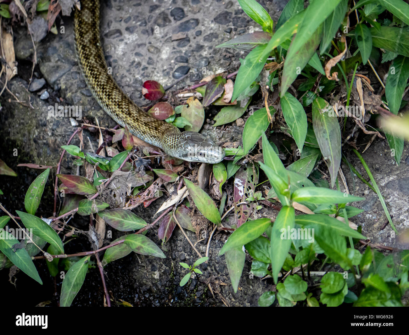 Eine japanische Ratte Schlange, Elaphe climacophora, slithers entlang der Seite des kleinen Oberlauf des Flusses Izumi in Yokohama, Japan. Stockfoto