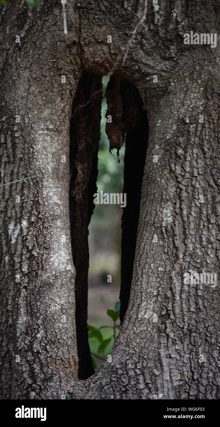 Hohler baum Fotos und Bildmaterial in hoher Auflösung Alamy