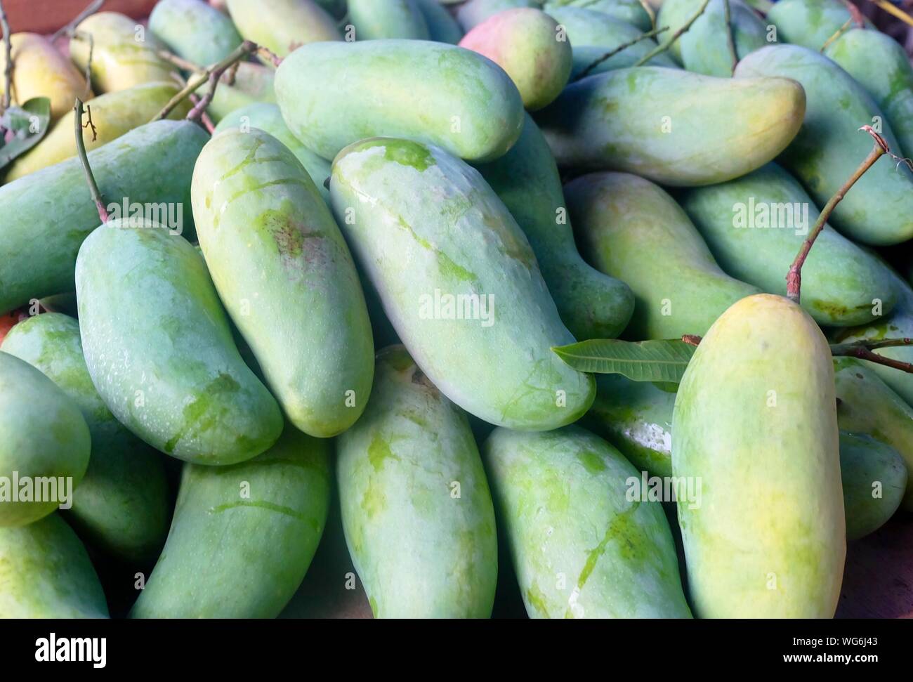 Stapel der Frische reife Mango und Unreife Mango auf der Fruit Shop. Die nationalen Obst von Indien, Pakistan und Der Nationalbaum von Bangladesch. Stockfoto
