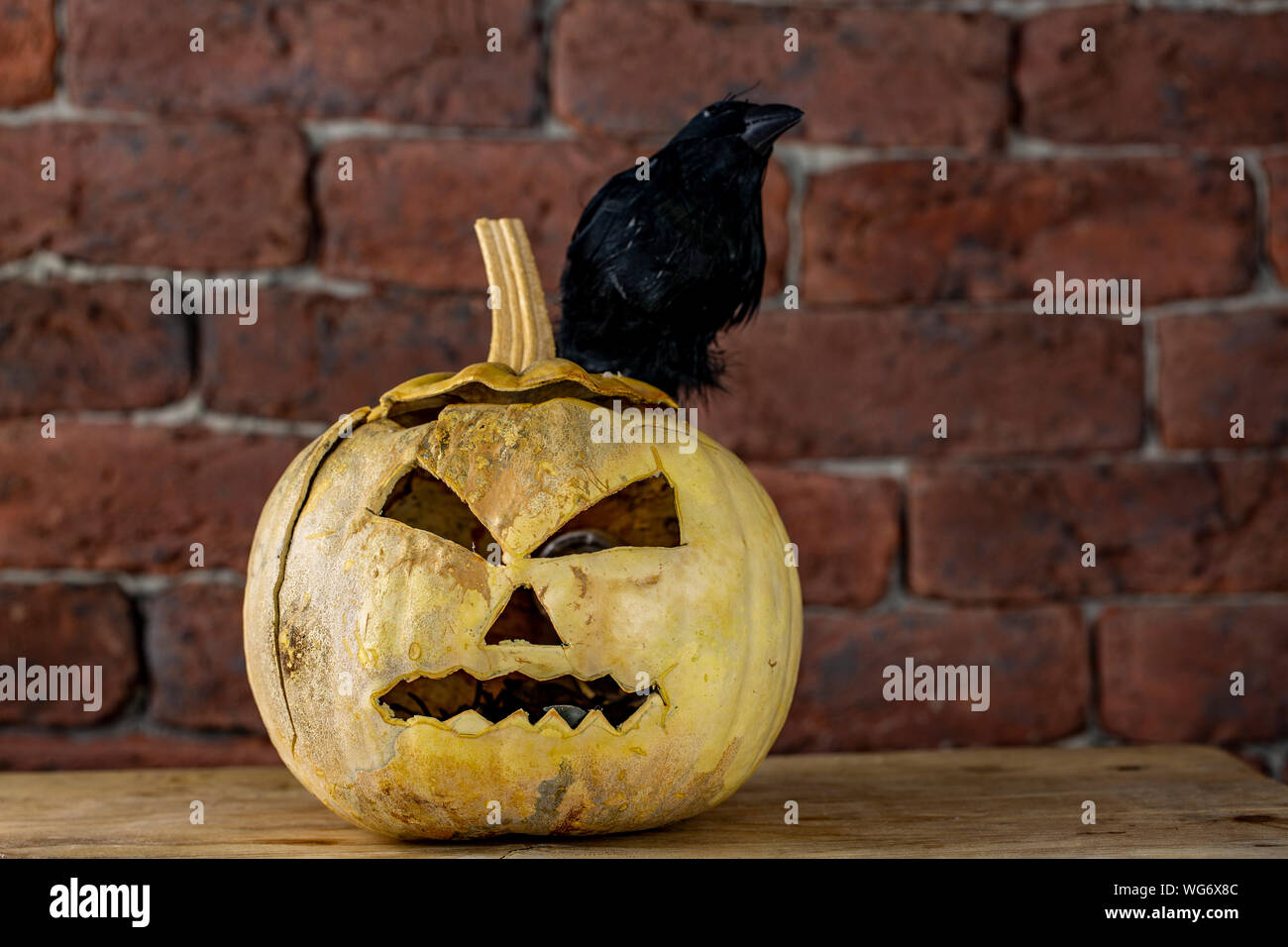 Kürbis Krähe. und Halloween Konzept Stockfoto