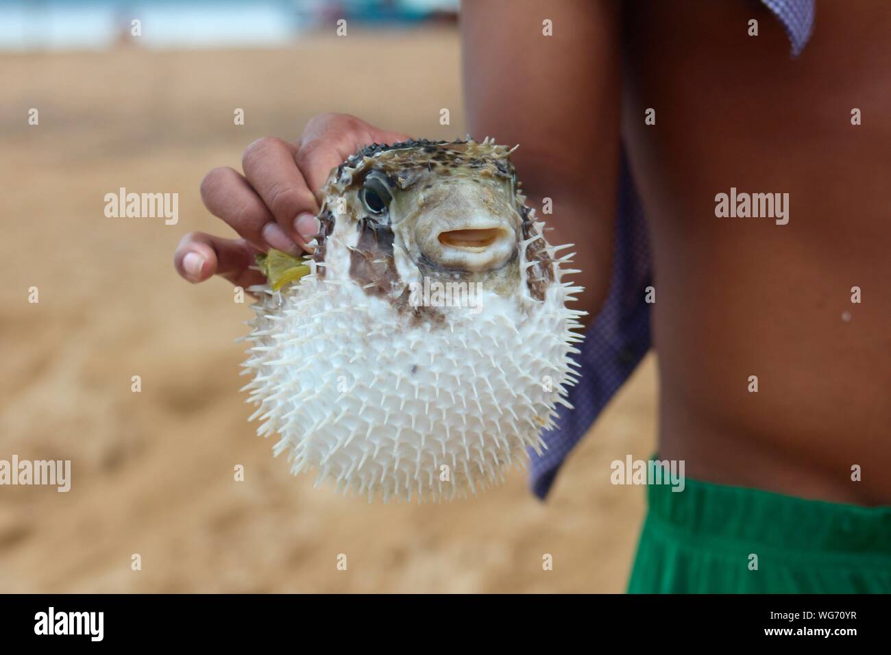 Close Up Boy Holding Blowfish Stockfotografie Alamy Close Up Boy Holding Blowfish Stockfotografie Alamy