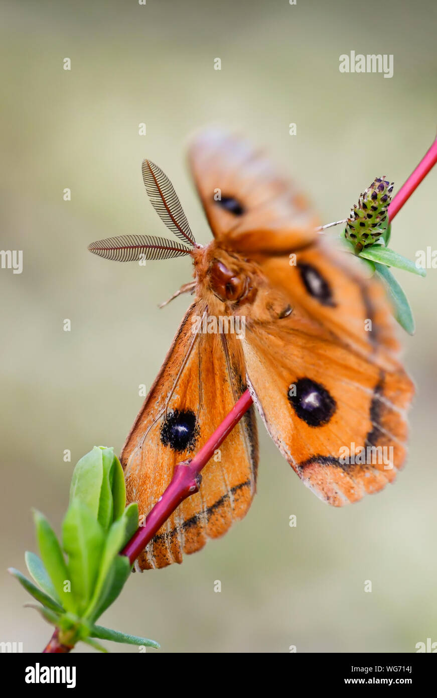Tau Kaiser - aglia Tau, schöne Motte aus europäischen Wäldern und Wälder mit Tau Brief auf den Flügeln, Tschechische Republik. Stockfoto