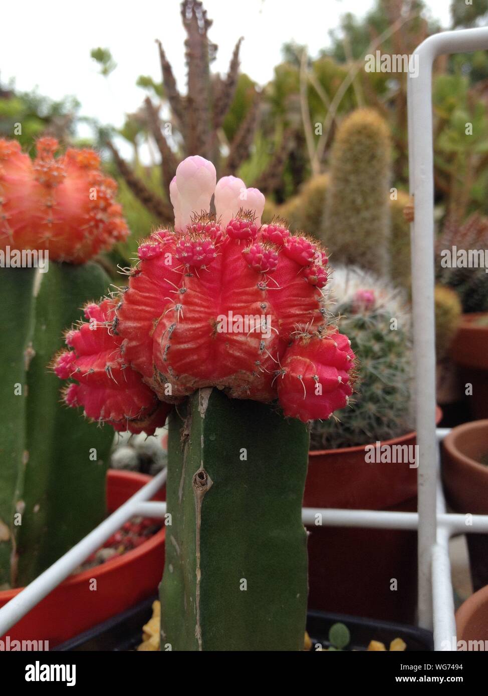 Makroaufnahme von roter Kaktus Blumen Stockfoto