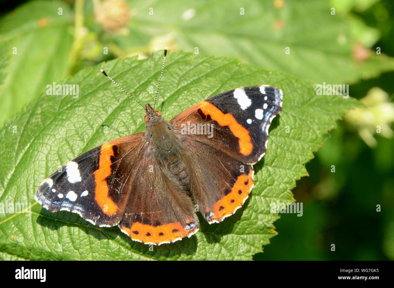 Admiral Schmetterling (lat.: Vanessa Atalanta) sitzt auf einem grünen Blatt Stockfoto