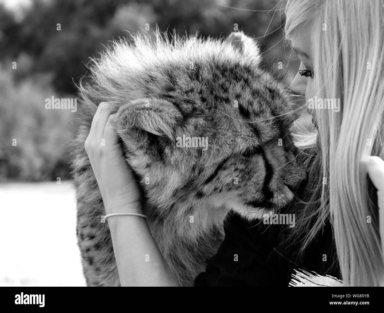 Leopard Schwarzweiss Stockfotos Und Bilder Alamy