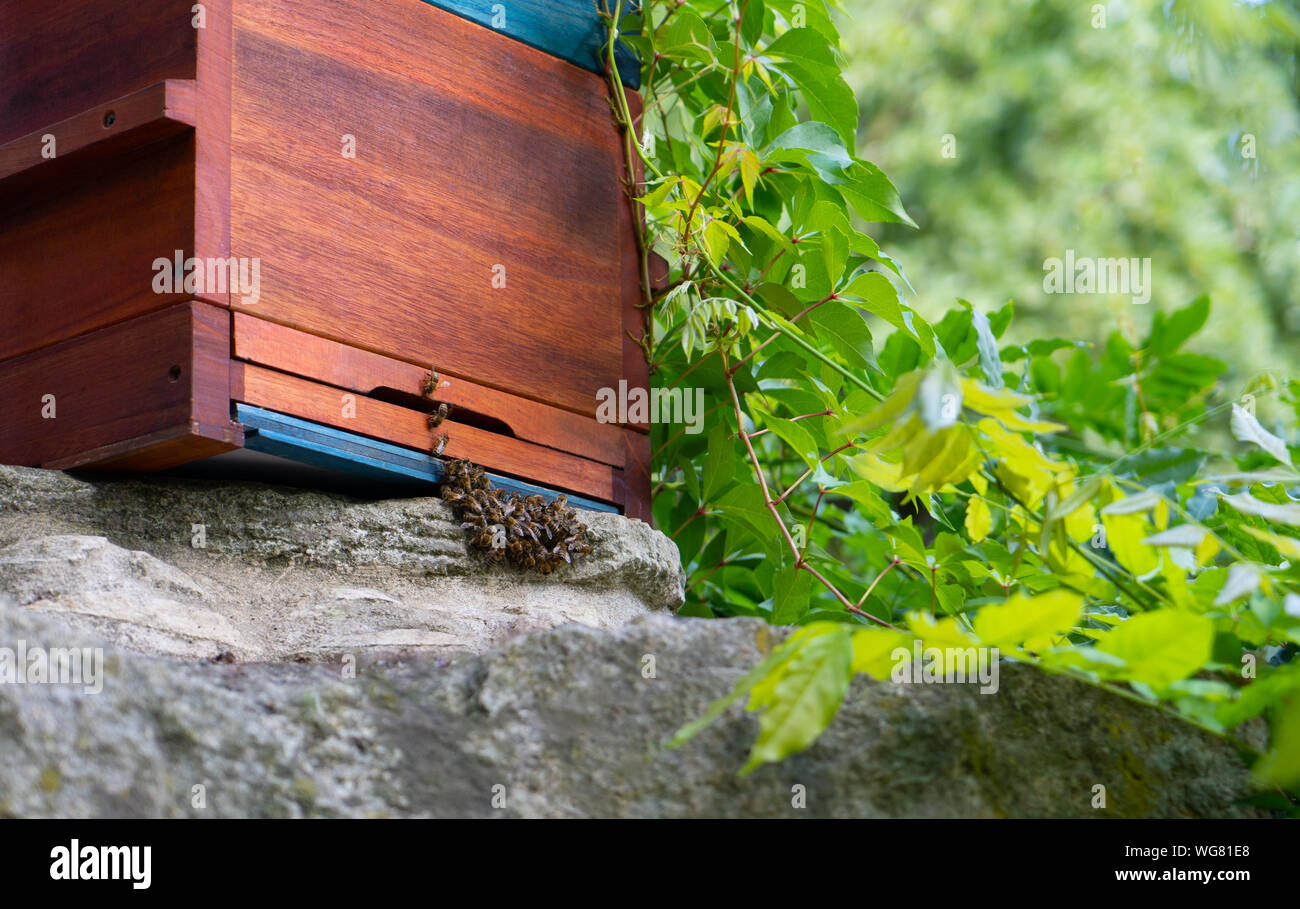 Ein Bienenstock mit Bienen aktiv an der Vorderseite während einem Frühlingstag. Leeren Raum auf der rechten Seite Stockfoto