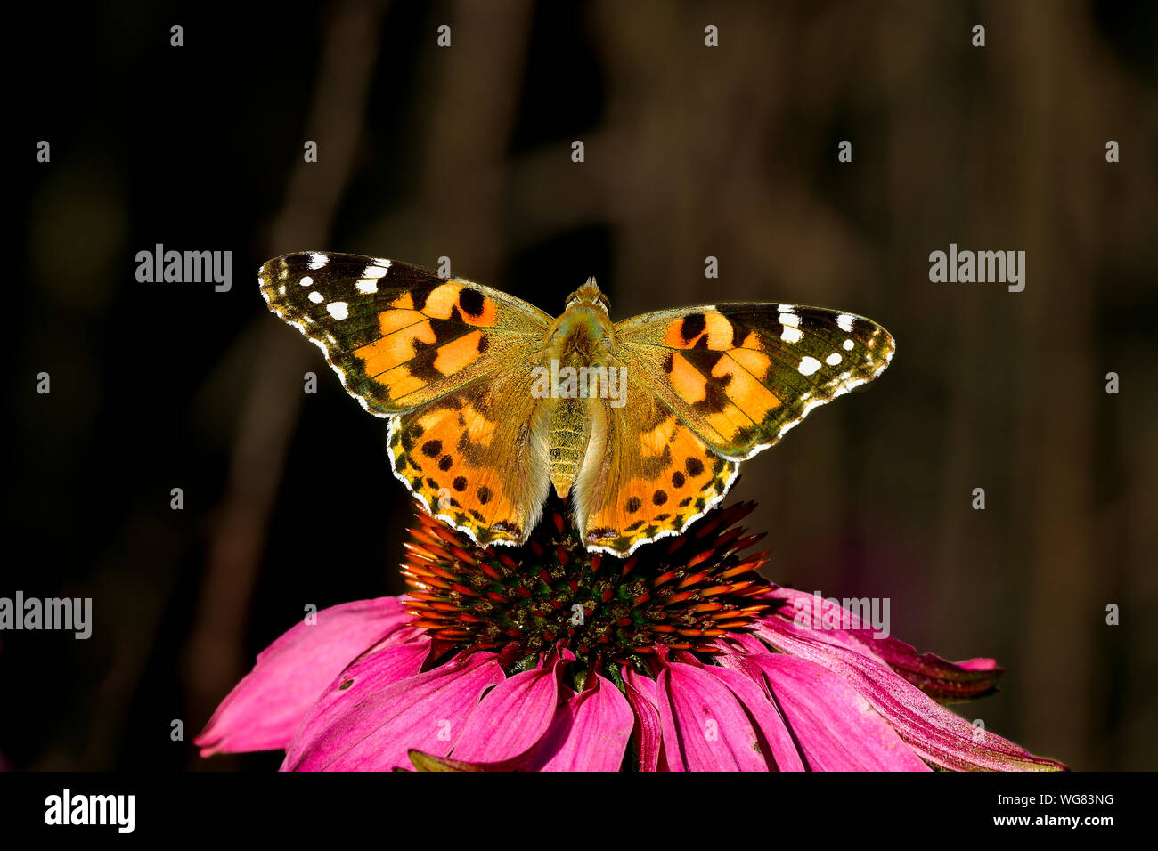 Painted Lady Butterfly, einer der Herbst Botschafter. Stockfoto