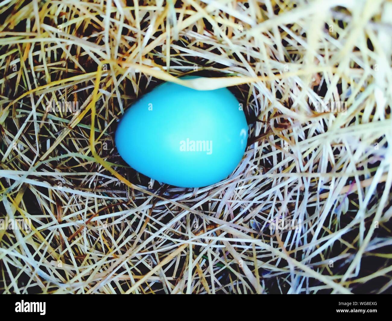 High Angle View Robin Eier im Nest Stockfoto