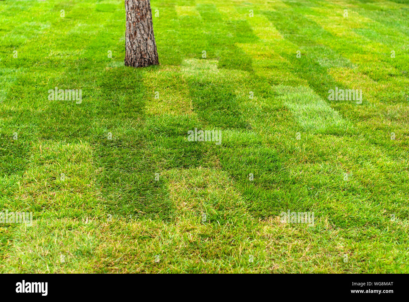 Hintergrund, Textur - frisch Rasen aus gewalzten Rasen gelegt Stockfoto