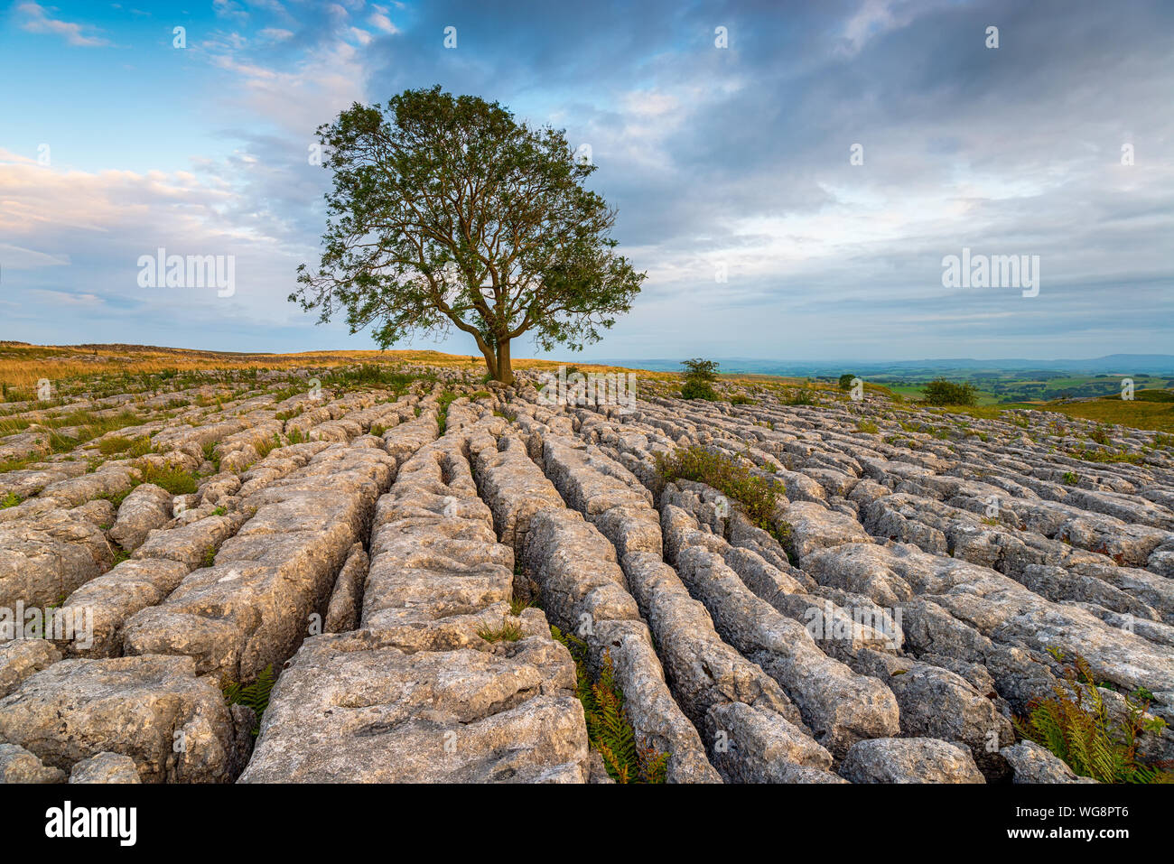 Ein einsamer Esche baum, der aus einem Kalkstein Fahrbahn in Malham in den Yorkshire Dales National Park Stockfoto