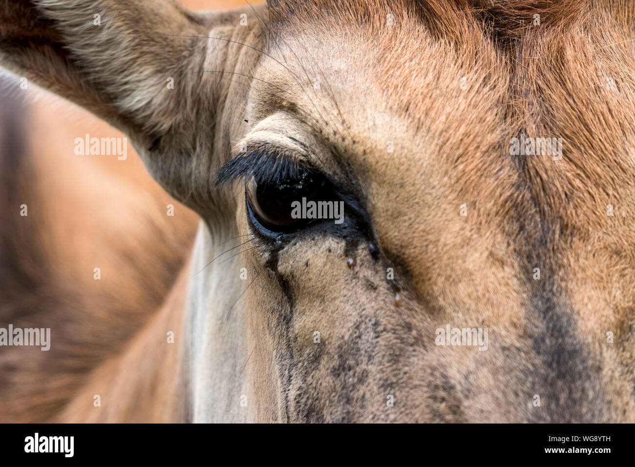 Antilopen hautnah Stockfoto