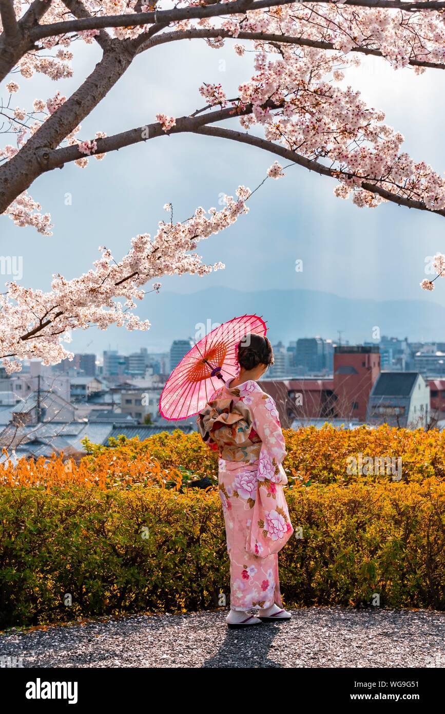 Japanische Frau in traditioneller Kleidung, Kimono und japanische Schirm unter Kirschblüten, Shimokawaracho, Kyoto, Japan Stockfoto