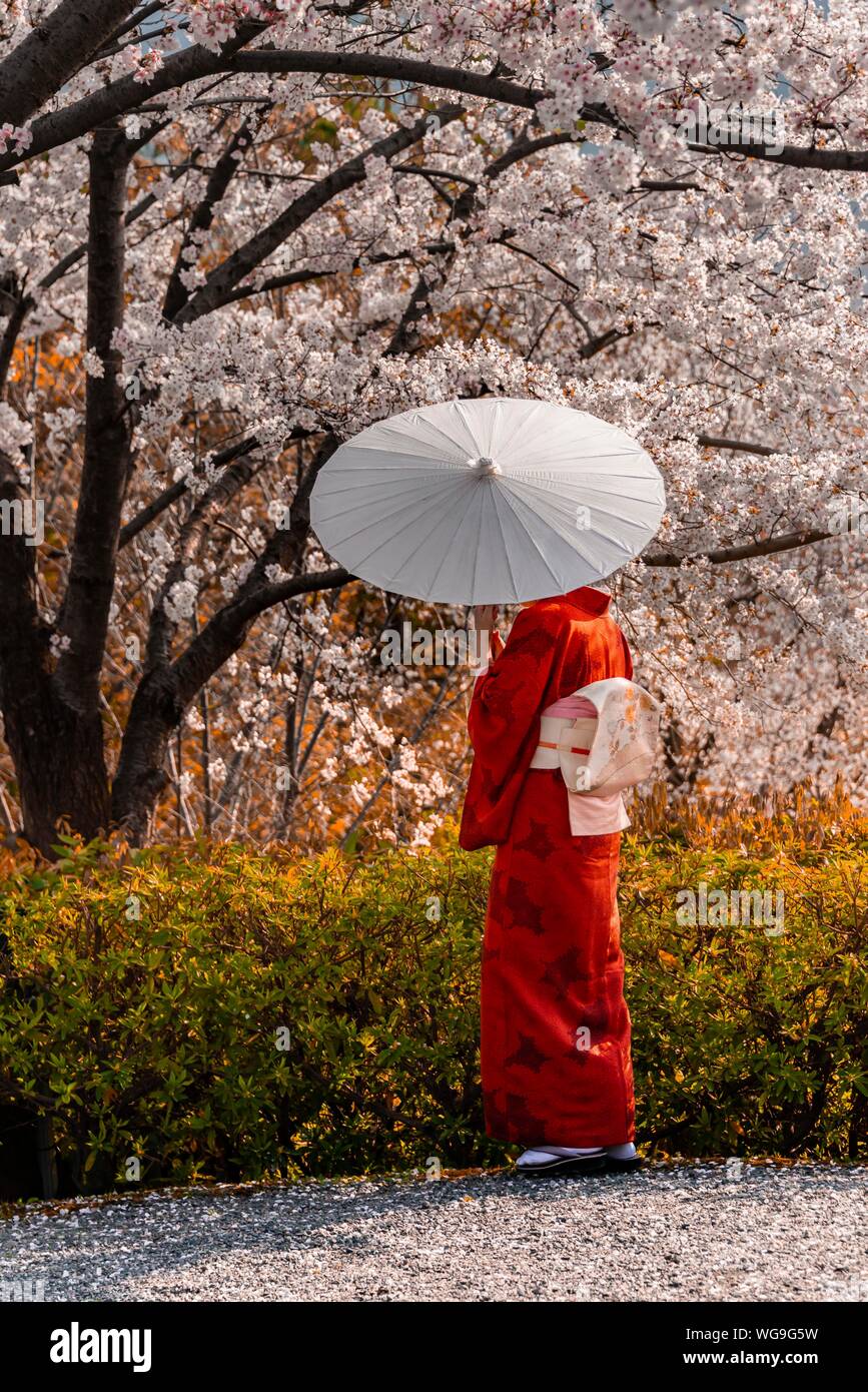 Japanische Frau in traditioneller Kleidung, Kimono und japanische Schirm unter Kirschblüten, Shimokawaracho, Kyoto, Japan Stockfoto
