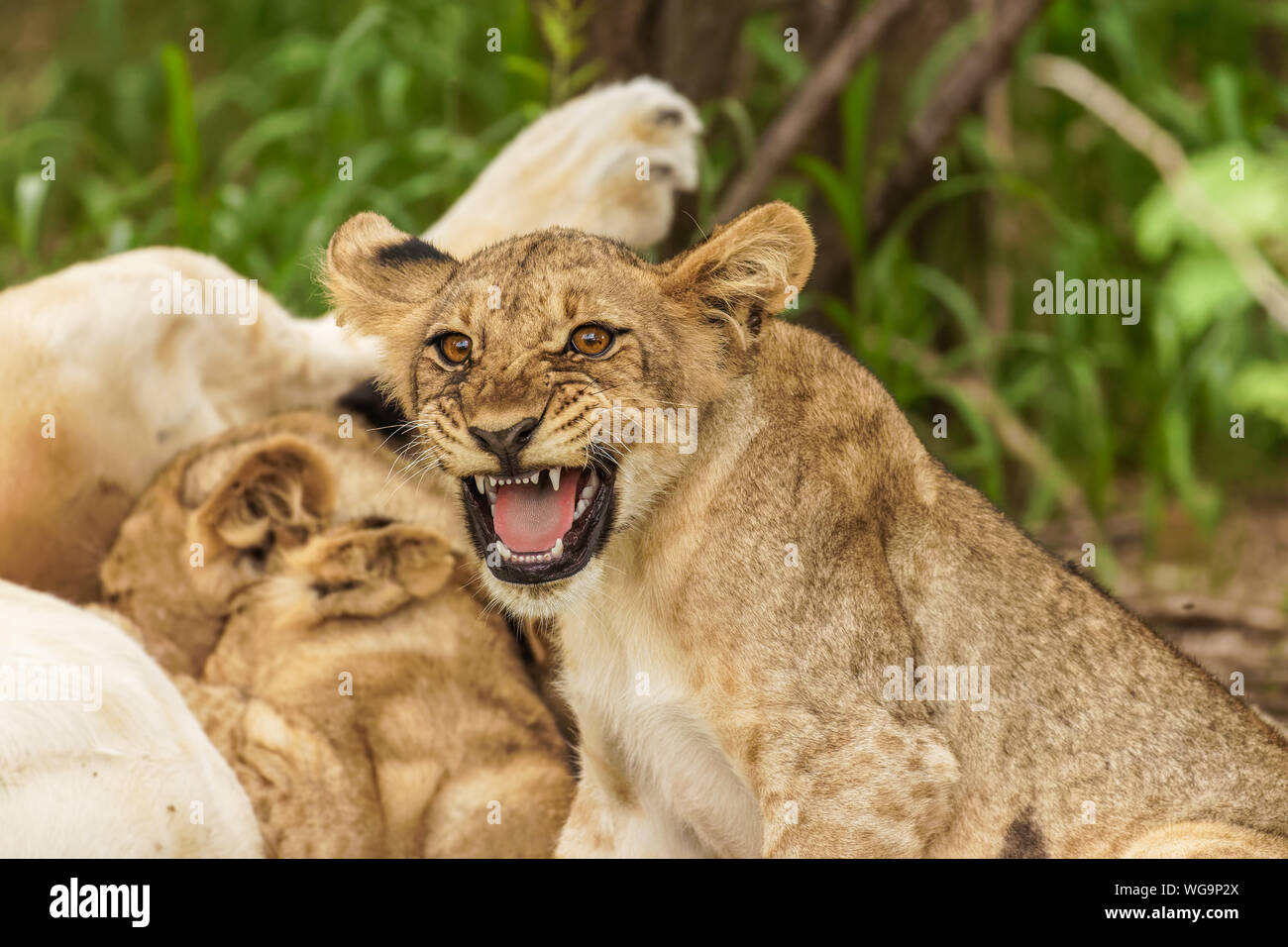 Lion Cub (Panthera leo leo) seine Zähne zeigen, während seine Mutter Pflege ist, Madikwe Game Reserve, Südafrika. Stockfoto