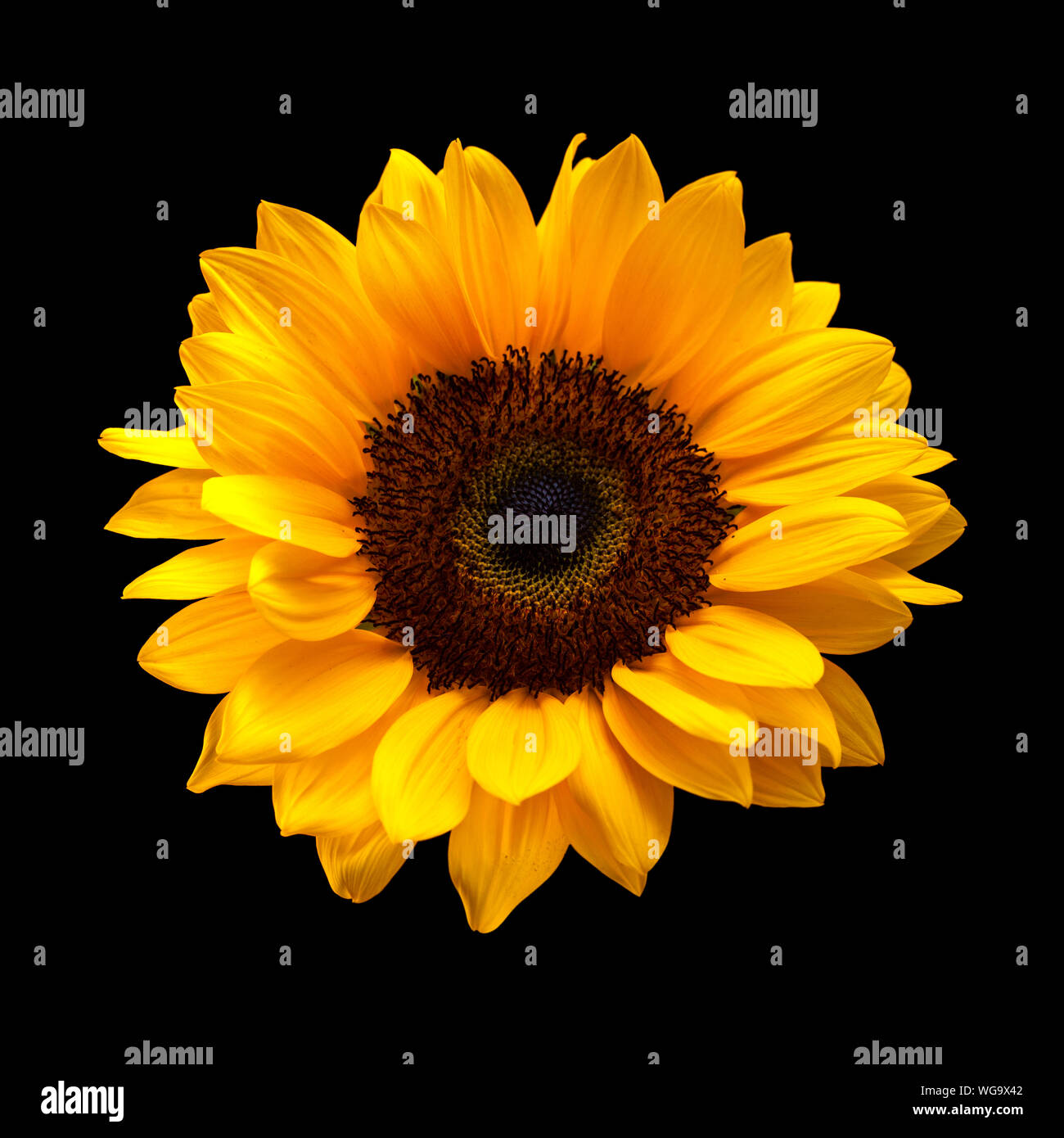 Single Sonnenblume auf schwarzem Hintergrund Stockfoto