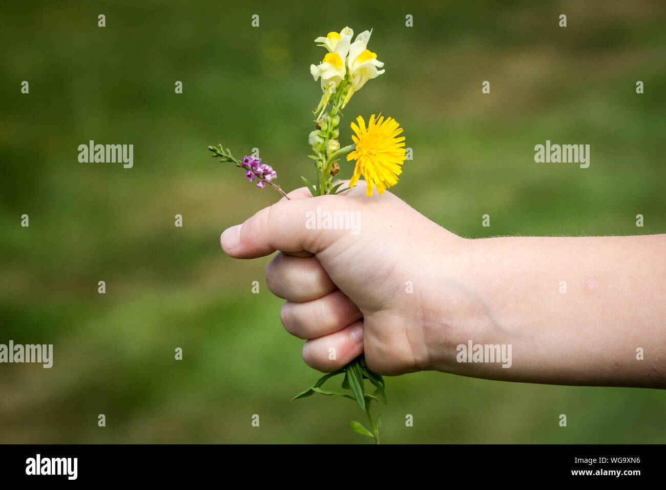 Kind mit Blumen in der Hand Stockfoto