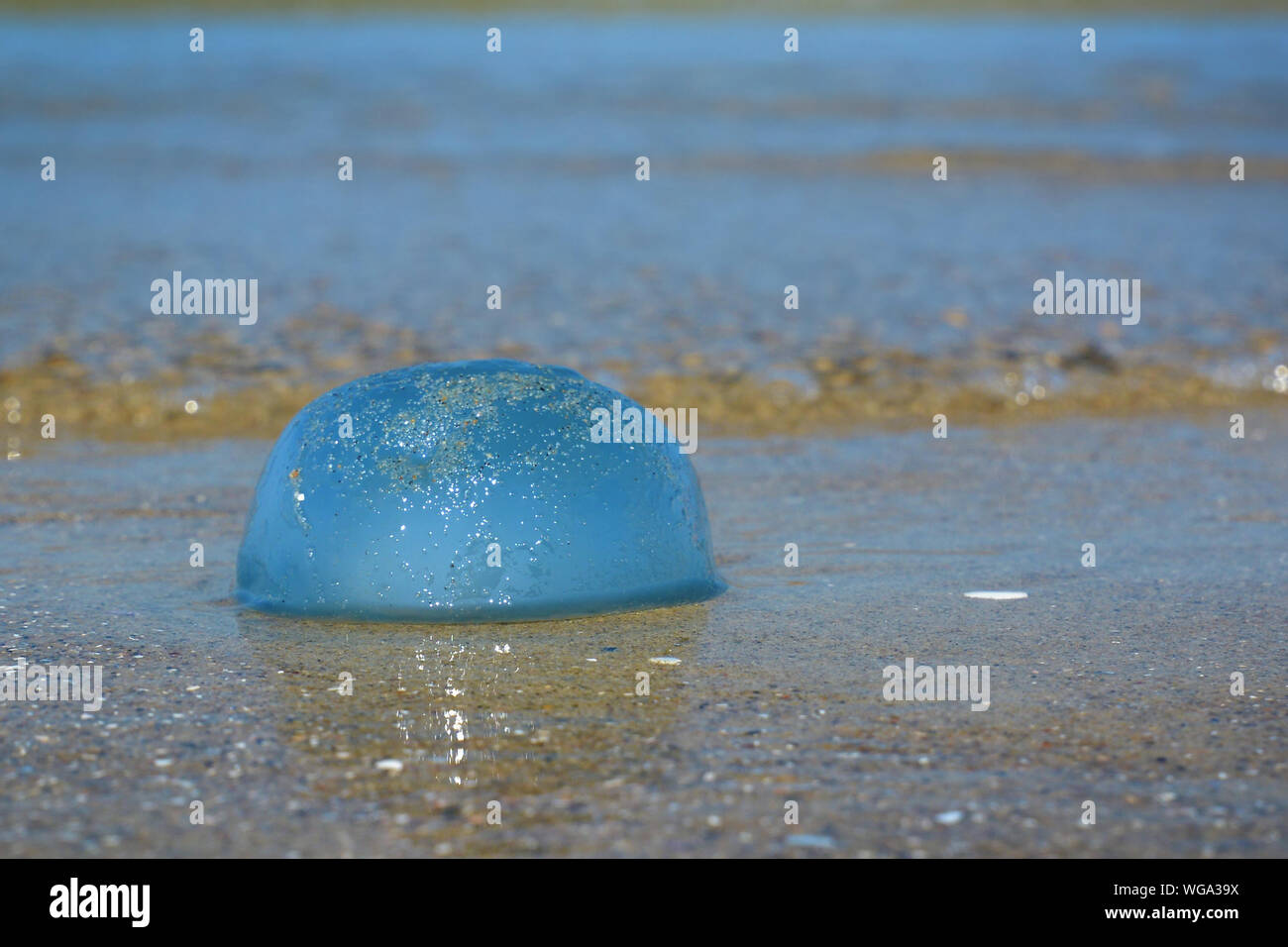 Seitenansicht von Litzen, kleine, runde und blauen" Cyanea Lamarckii' Quallen am Strand im Norden der Niederlande Stockfoto