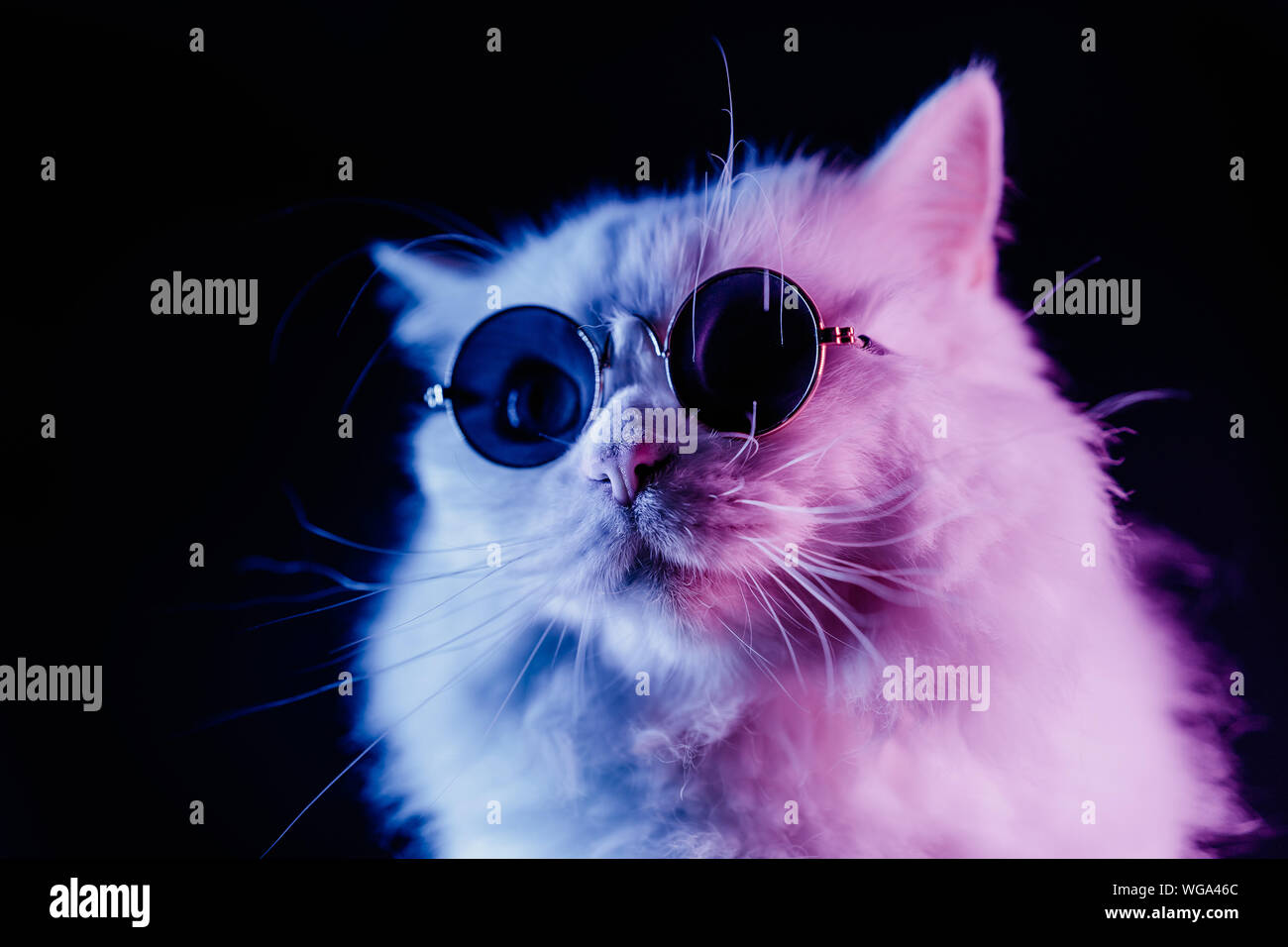 Neon Katze Stockfotos und -bilder Kaufen - Alamy