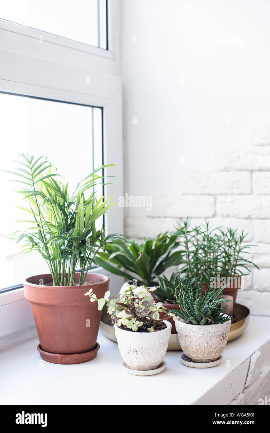 zz raven variegata pink Zamioculcas Zamiifolia 