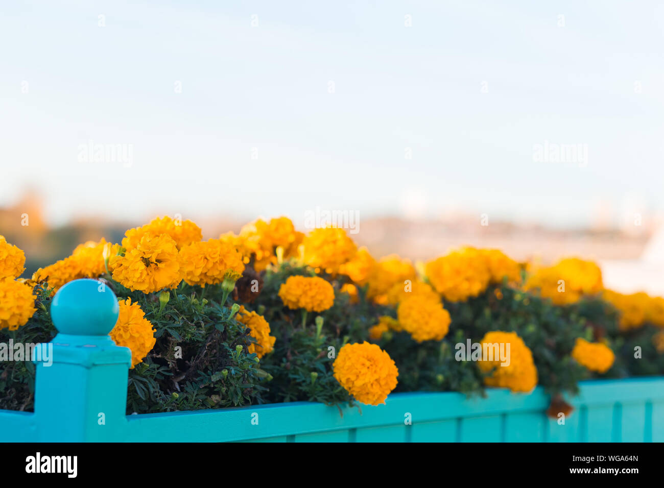 Tagetes (Tagetes Erecta, mexikanische Ringelblume, aztekische Ringelblume, afrikanische Ringelblume) Stockfoto