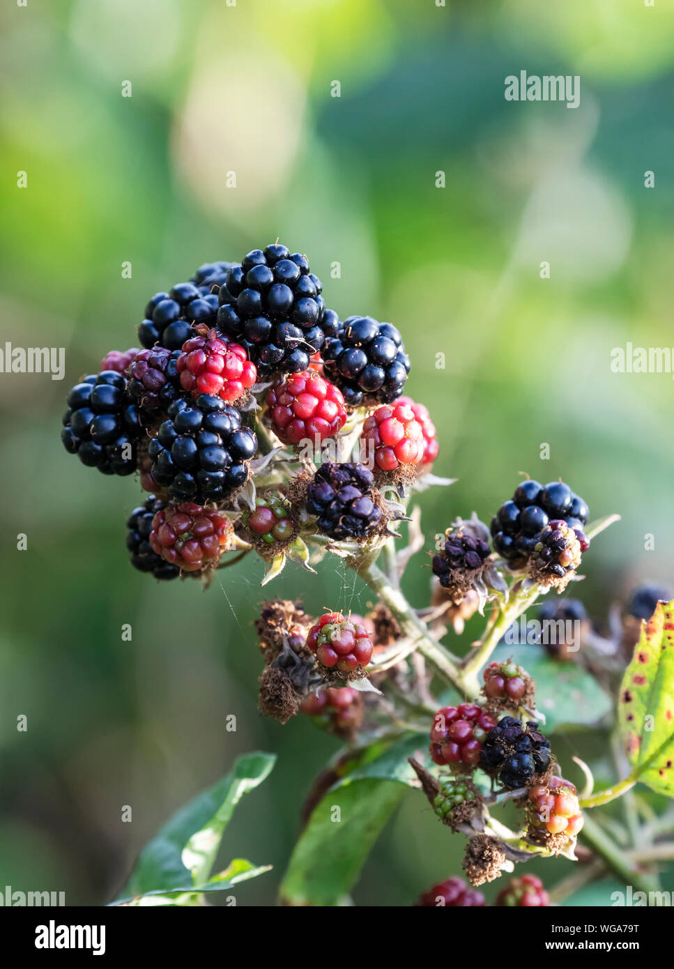 Knackig saftige reife Brombeeren wild wachsen auf einem Dornbusch Anlage Stockfoto