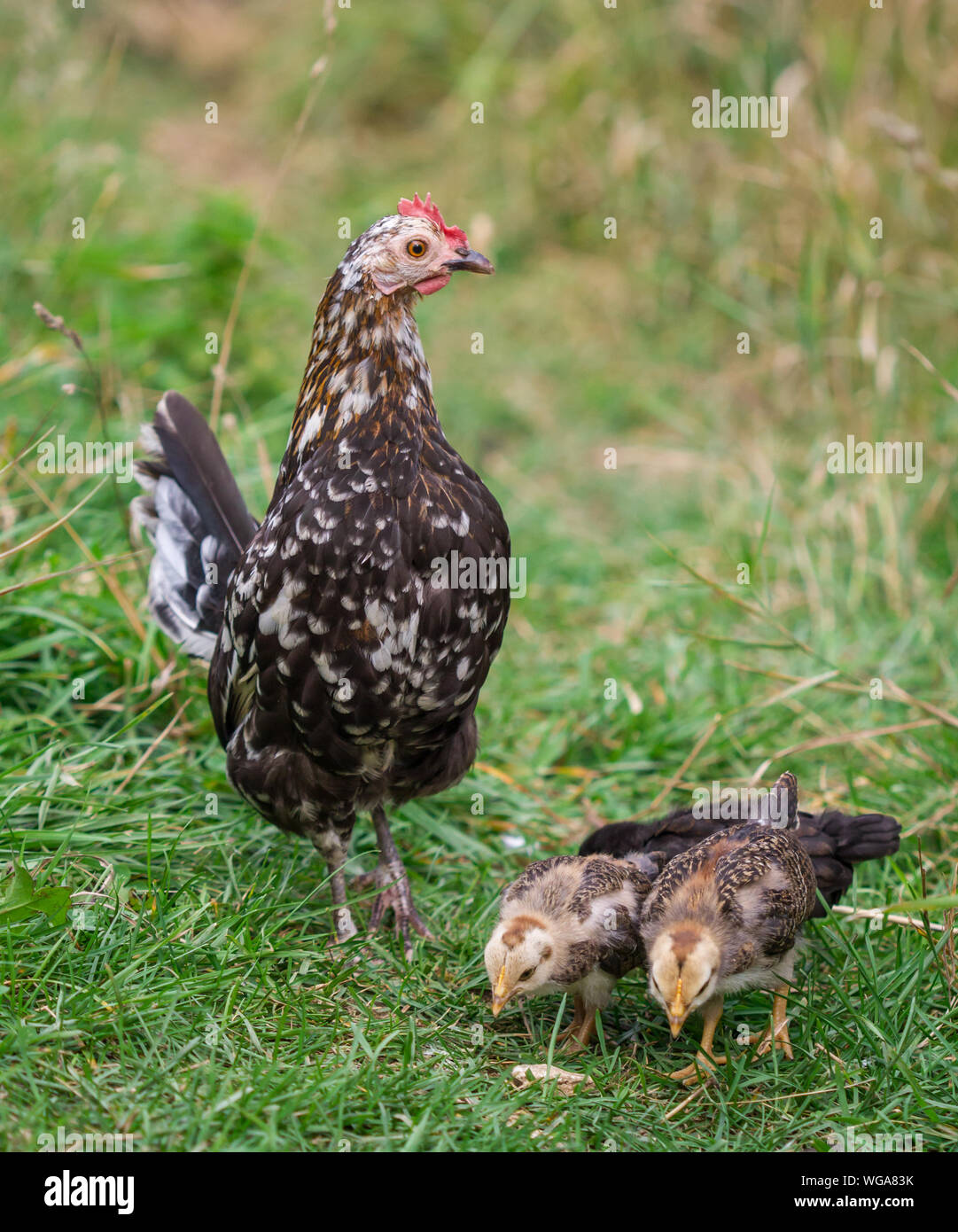 Henne und Ihr flügge der Rasse Stoapiperl/Steinhendl, einer vom Aussterben bedrohten Rasse Huhn aus Österreich Stockfoto