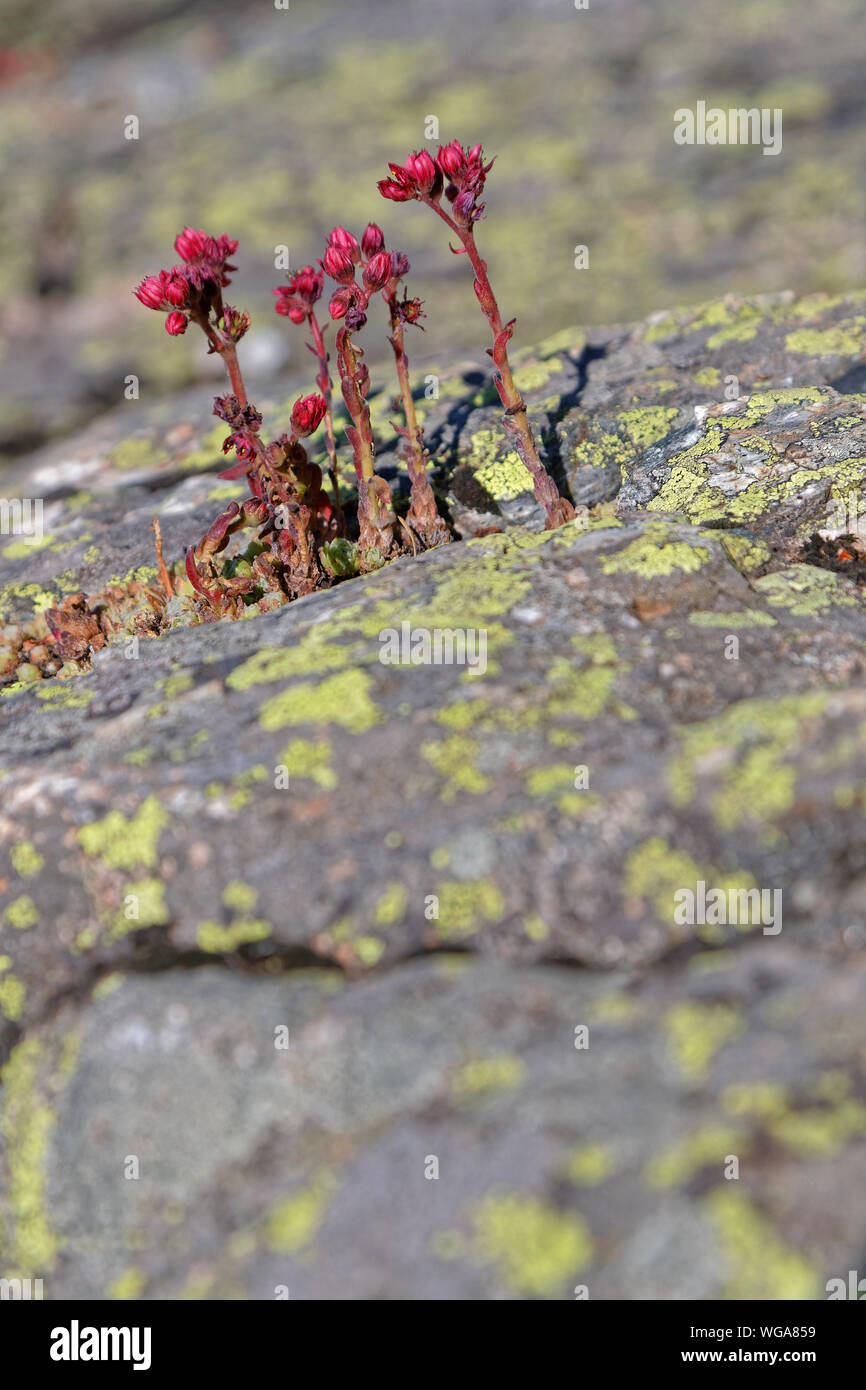 Blühende Sempervivum auf einem riesigen Felsen in den Französischen Alpen Stockfoto