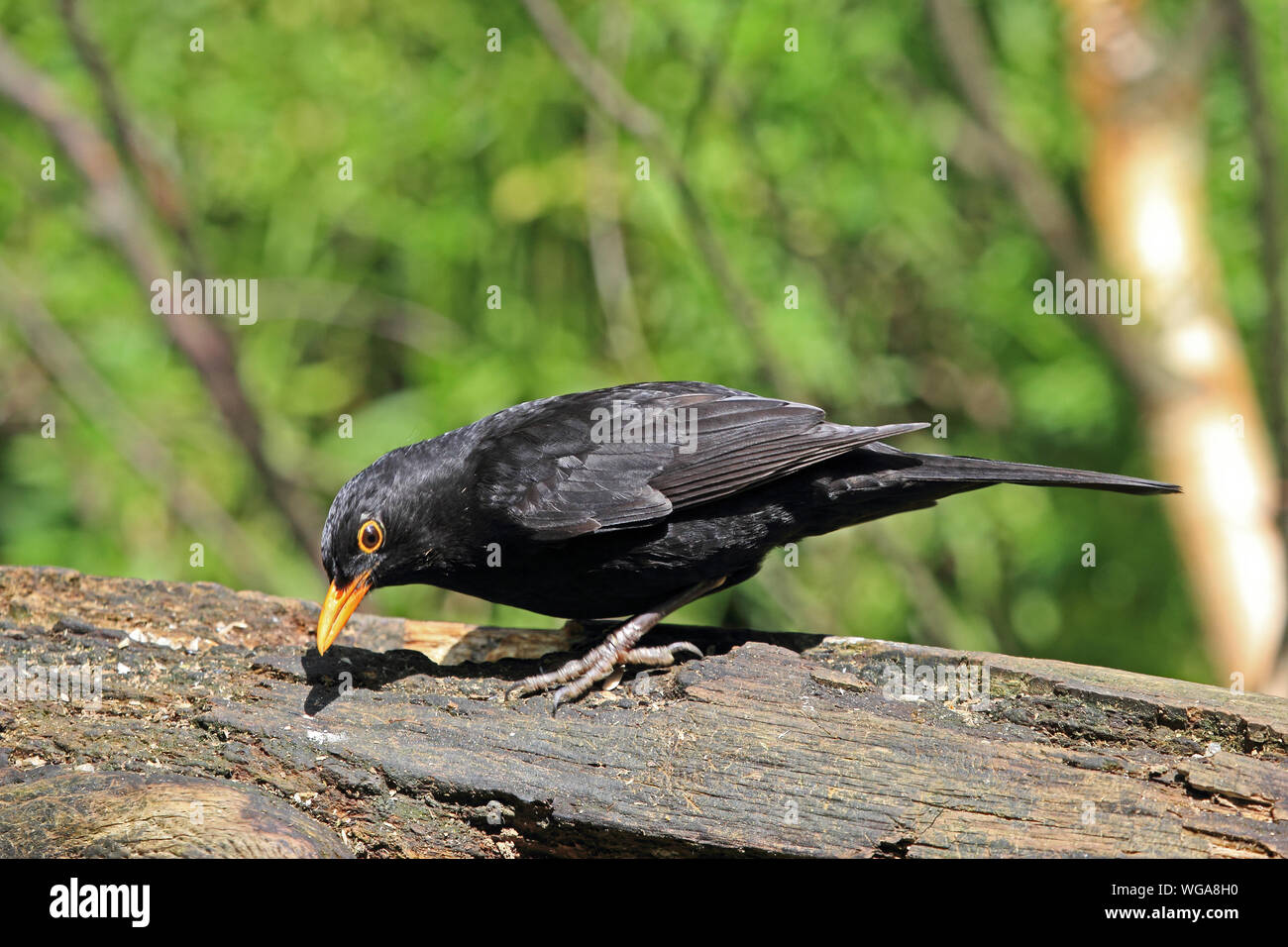 Amsel (Turdus Mercula) auf hölzernen thront anmelden Stockfoto