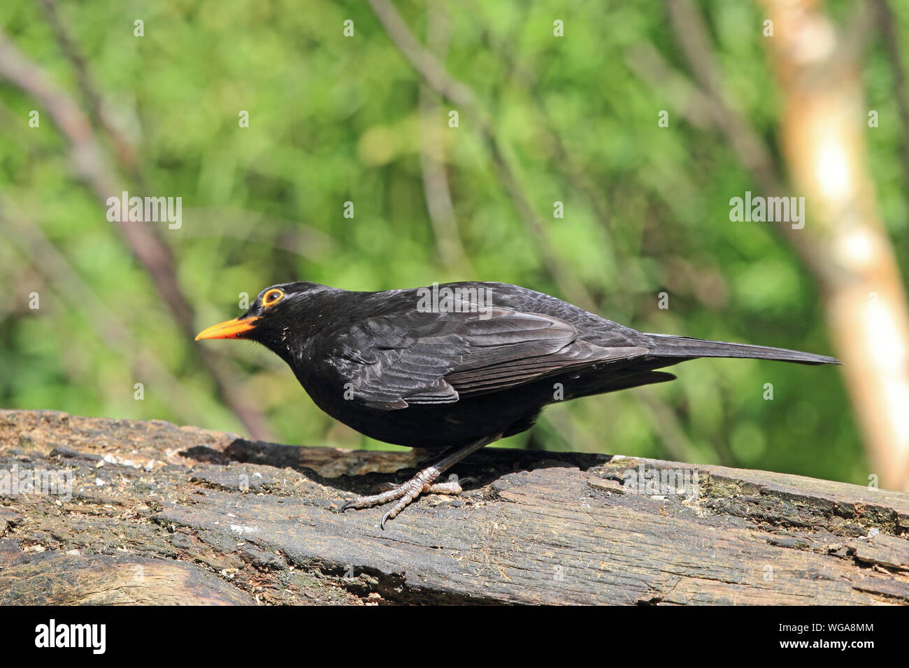 Amsel (Turdus Mercula) auf hölzernen thront anmelden Stockfoto