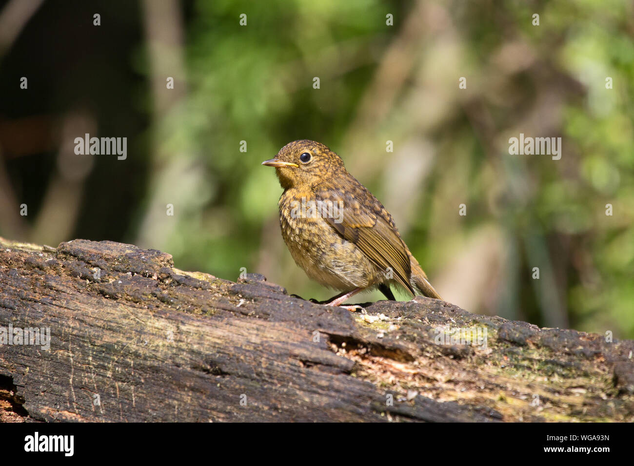 Junge Rotkehlchen (Erithacus Rubecula) in jugendlichen Gefieders, thront auf Holz- Log Stockfoto