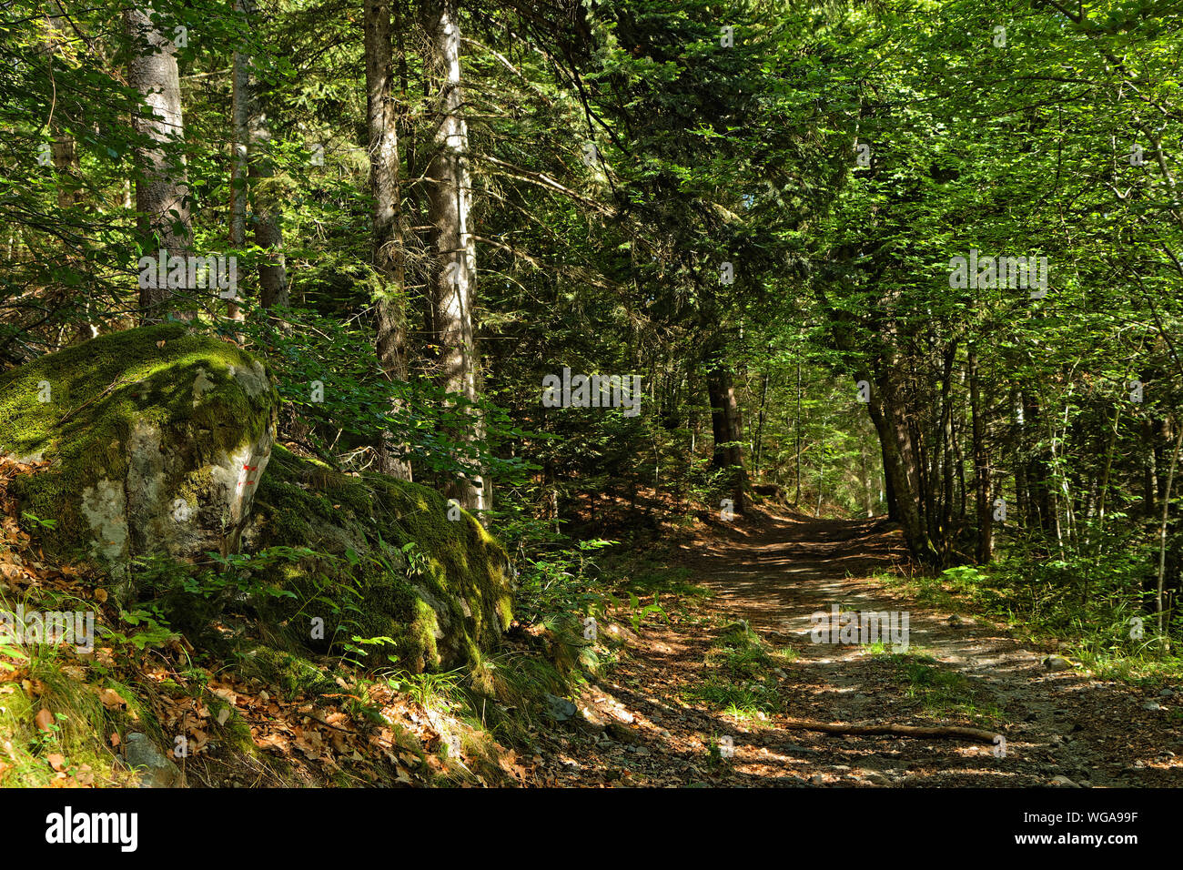 Weg durch die Bäume, in einem Wald von Chamrousse massiv Stockfoto