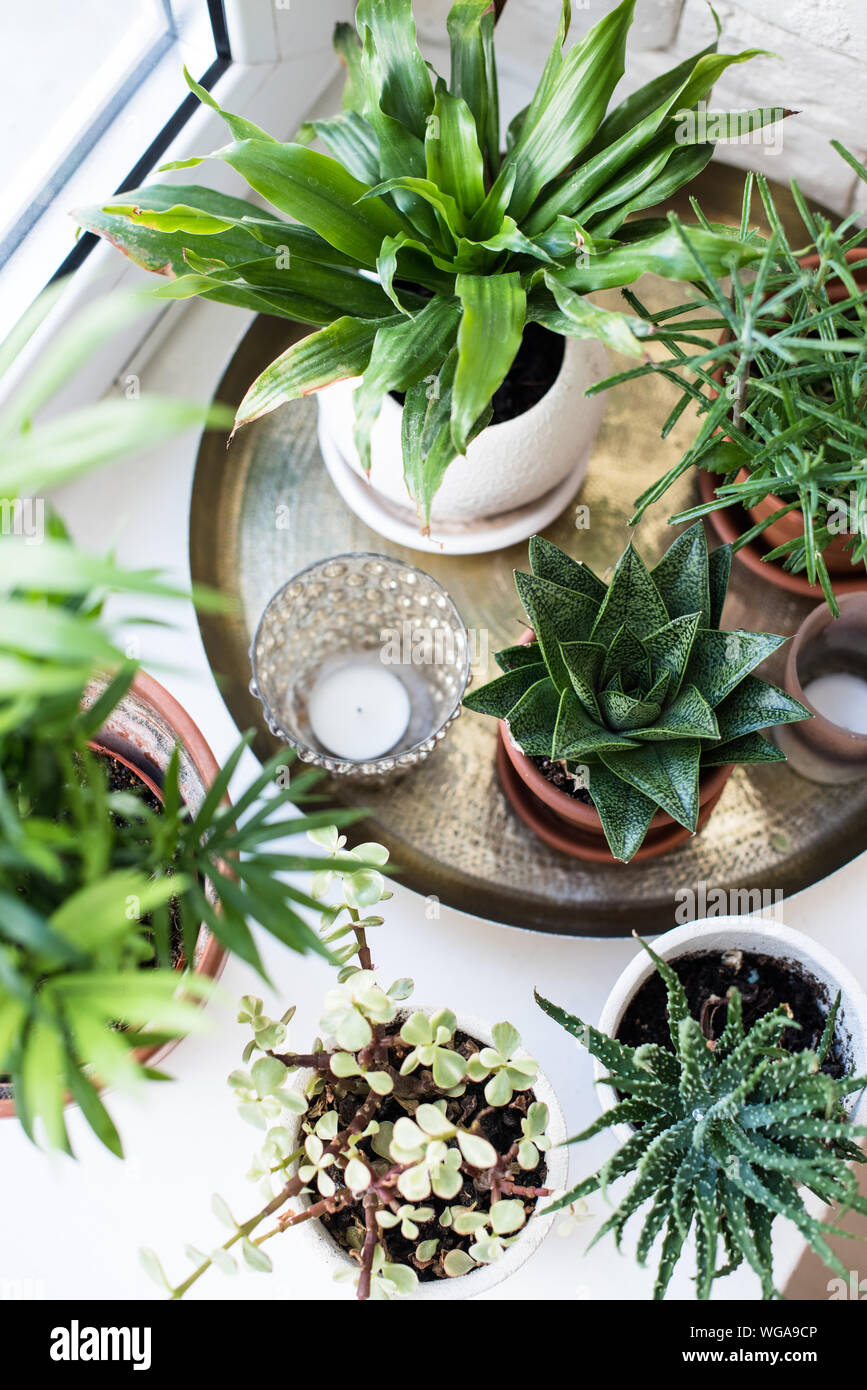 Green home Zimmerpflanzen auf der Fensterbank im realen Raum innen,  Pflanzen und Sukkulenten Stockfotografie - Alamy