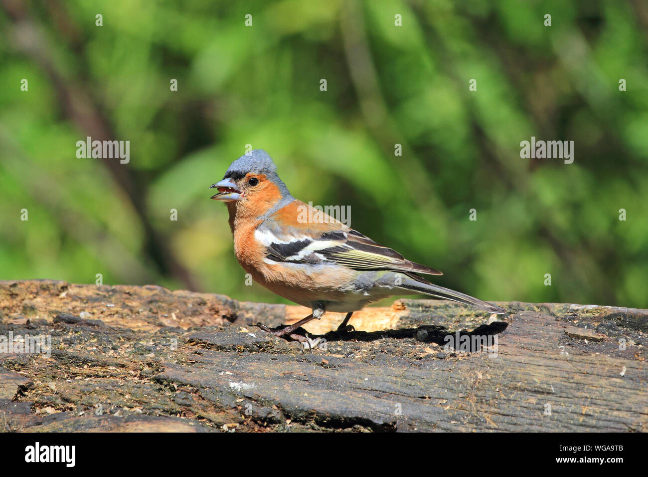 Männchen Buchfink (Fringilla coelebs) Stockfoto